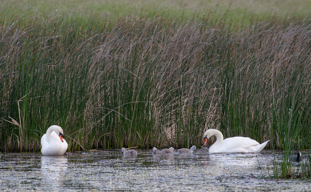 DSC_2652.jpg