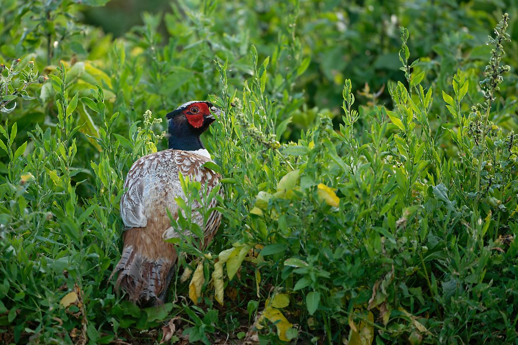 DSC_8761_DxO.jpg