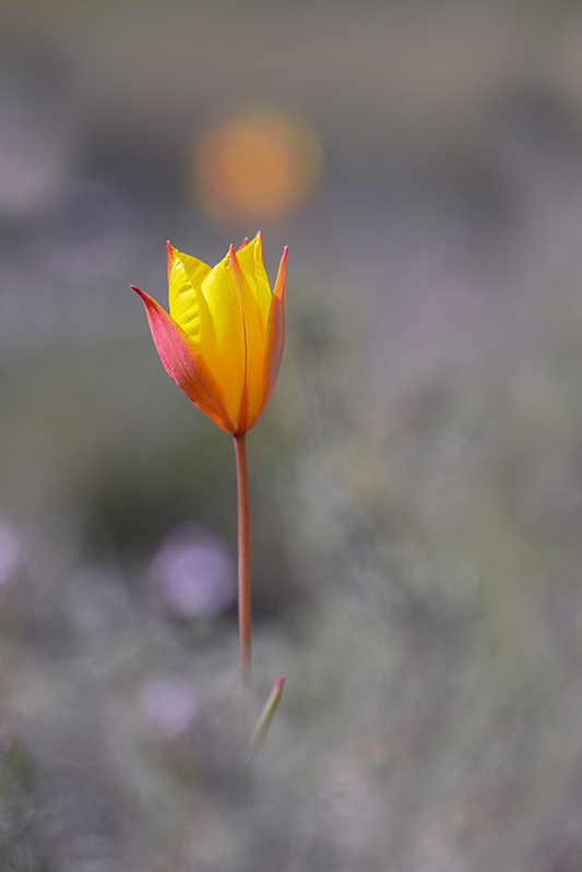 14-Tulipe australe.jpg