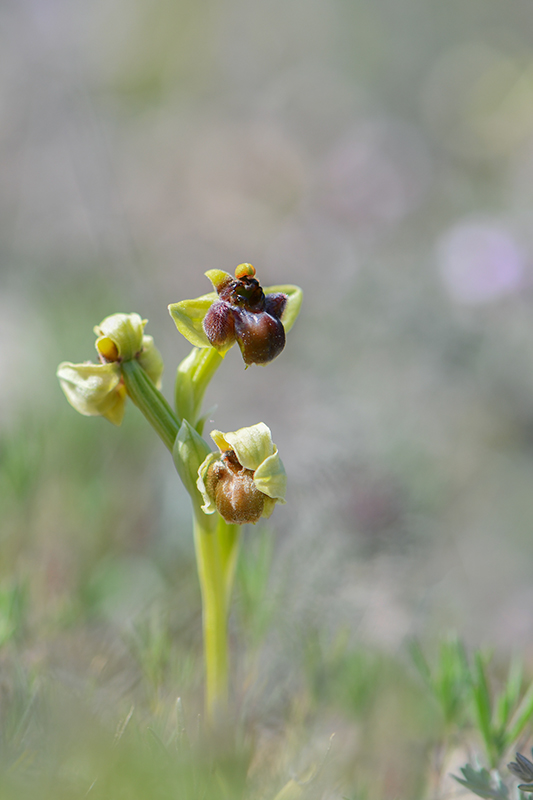 15-Ophrys bombyx (O.bombyliflora).jpg