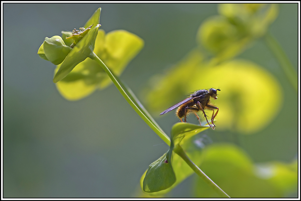 scathophaga_stercoraria(1).jpg
