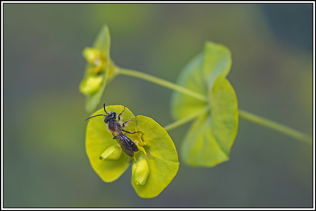andrena_sp(1).jpg