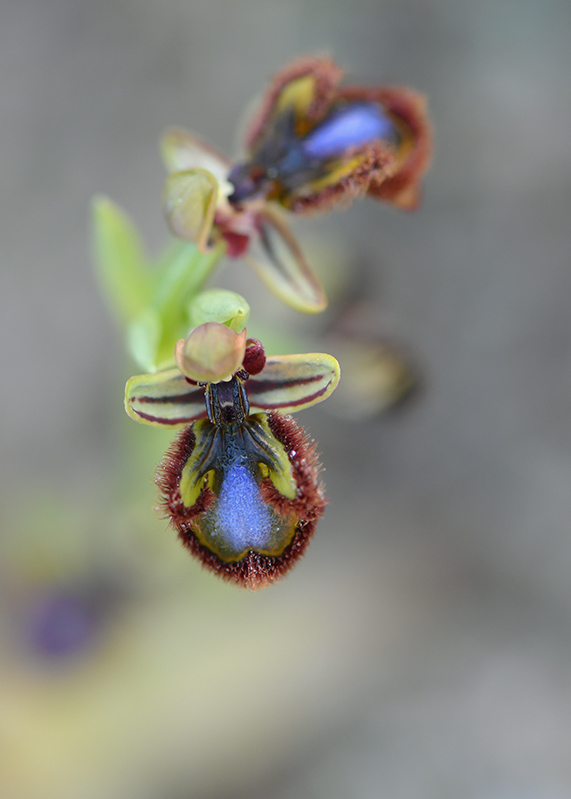 17-Ophrys miroir (Ophrys spéculum).jpg