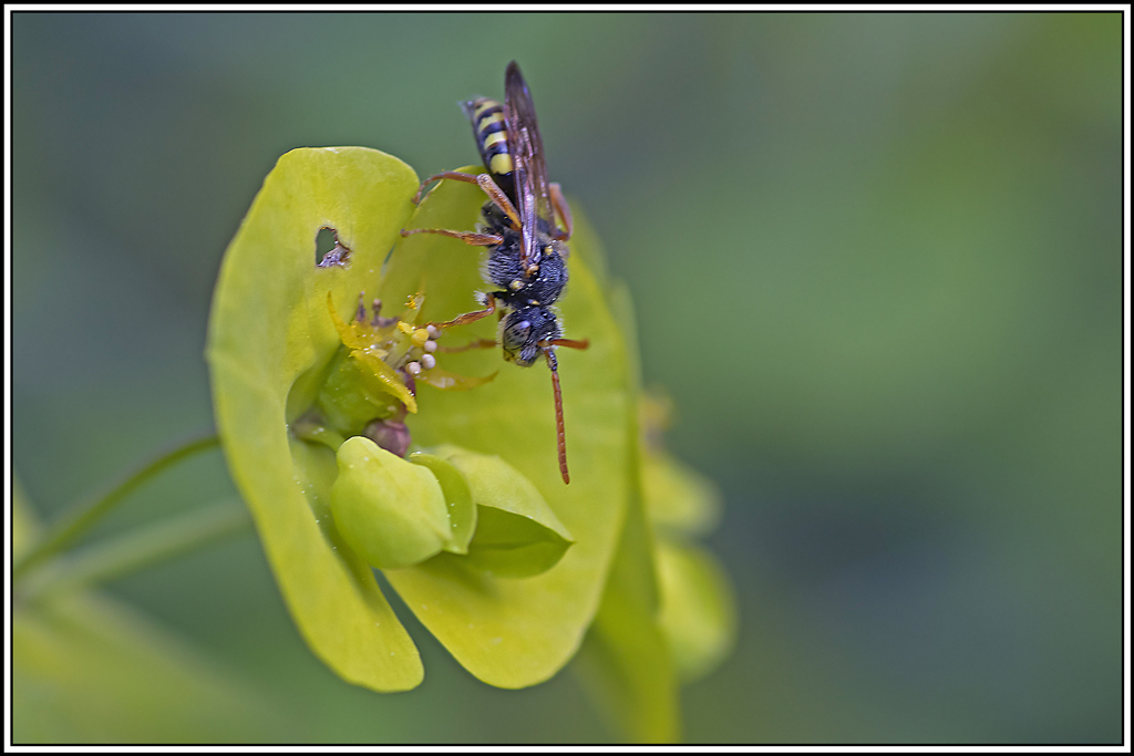 philanthus_sp(1).jpg