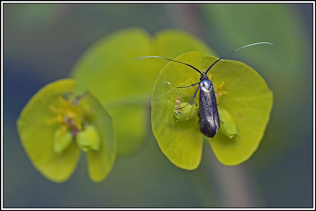 adela_reaumurella(1).jpg