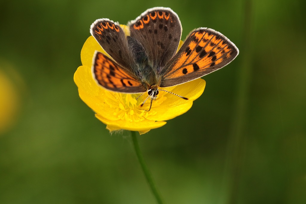 5 IMG_0773 Lycaena tityrus C. fuligineux♀.JPG