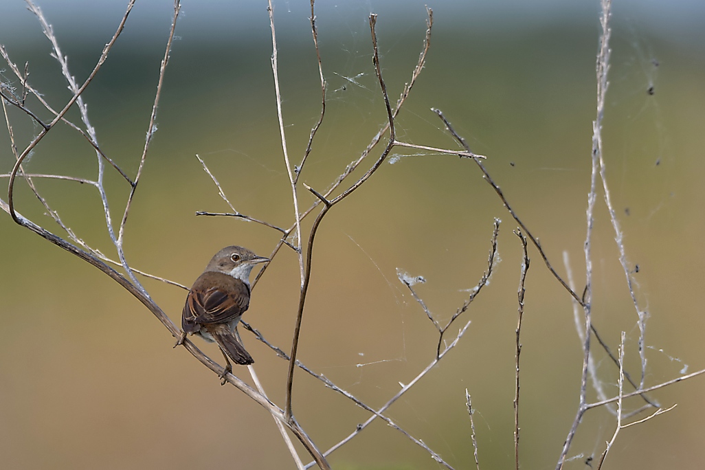 DSC_8781_DxO.jpg
