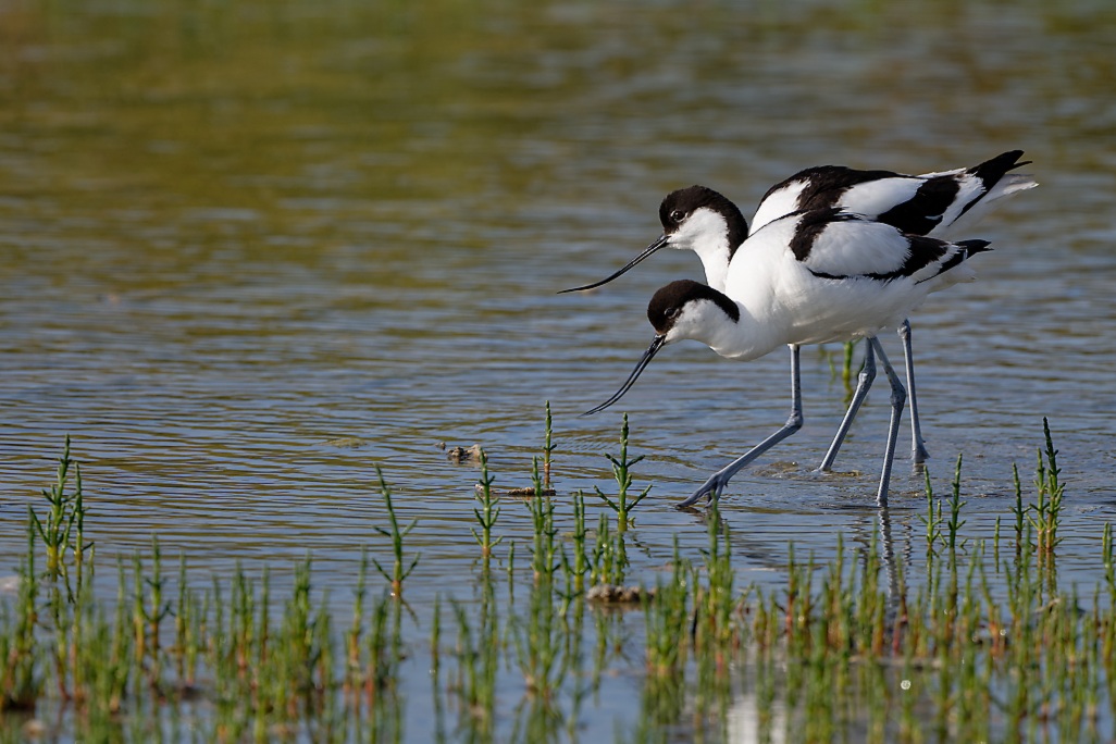 DSC_8799_DxO.jpg