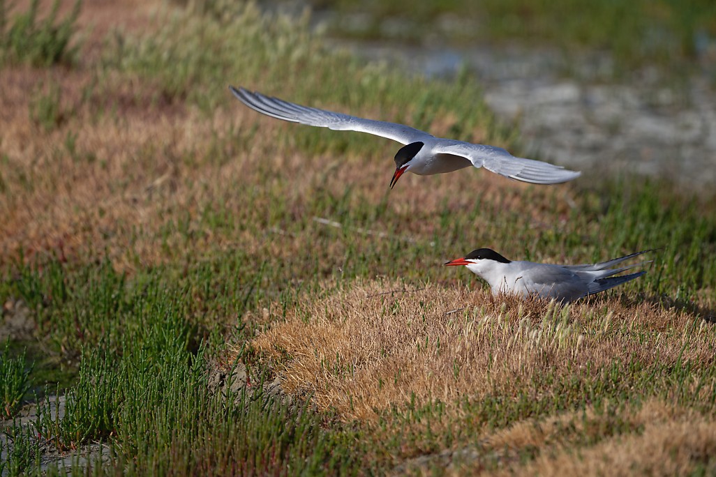 DSC_8825_DxO.jpg