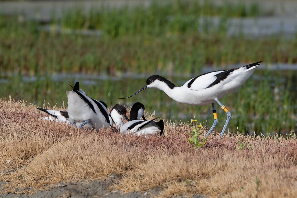 DSC_8828_DxO.jpg
