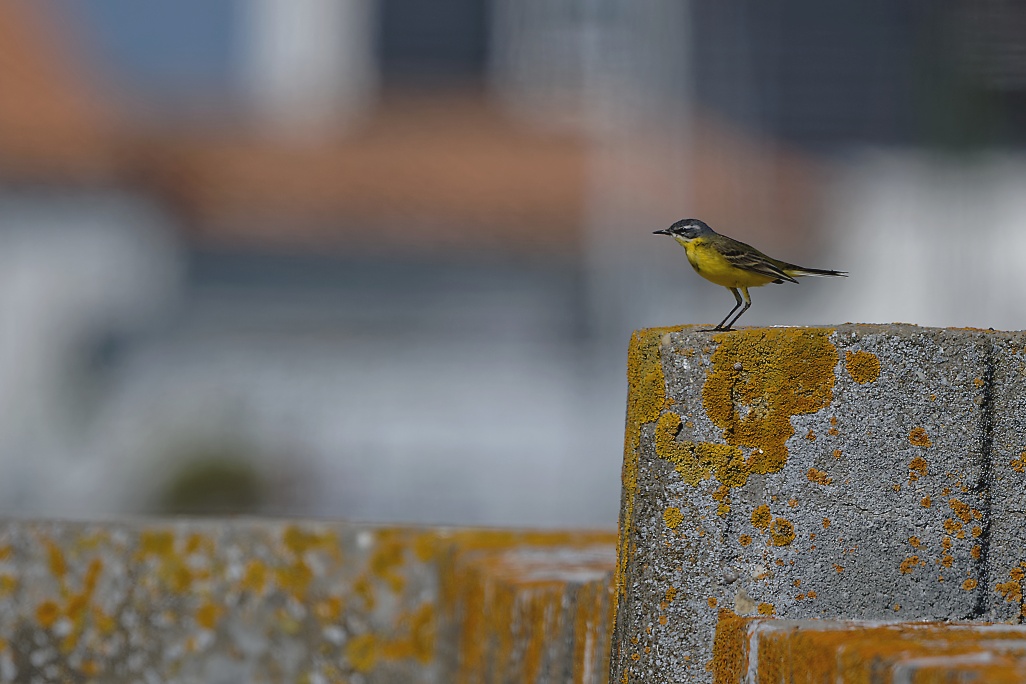 DSC_8987_DxO.jpg