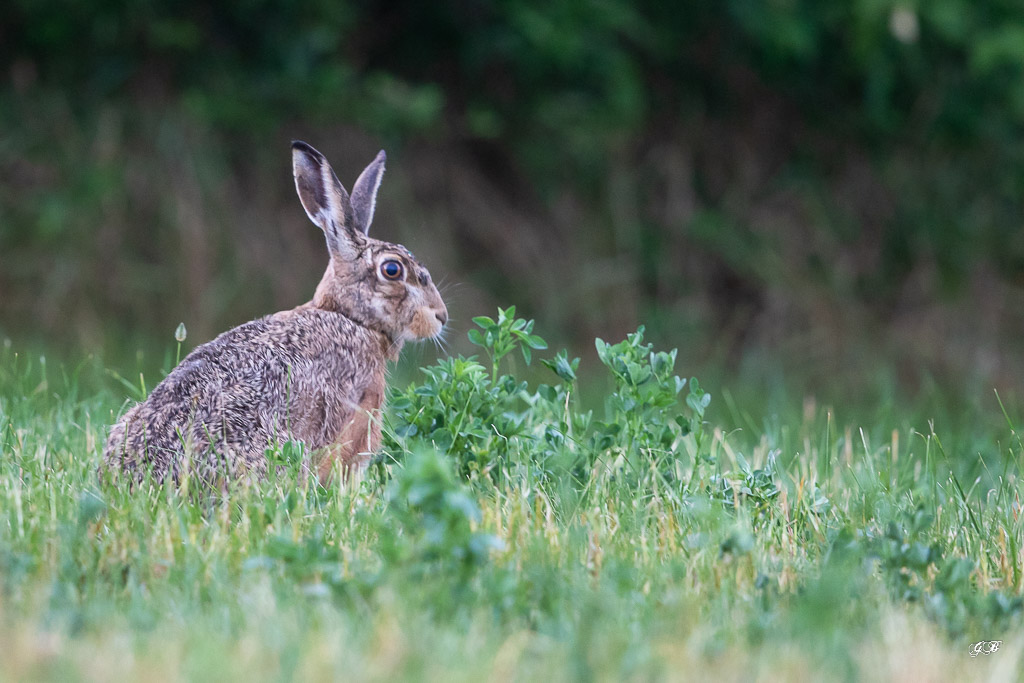 Lièvre d'Europe (Lepus europaeus)-Broxn hare-430.jpg