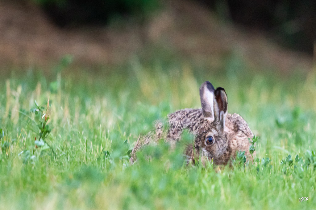 Lièvre d'Europe (Lepus europaeus)-Broxn hare-431.jpg