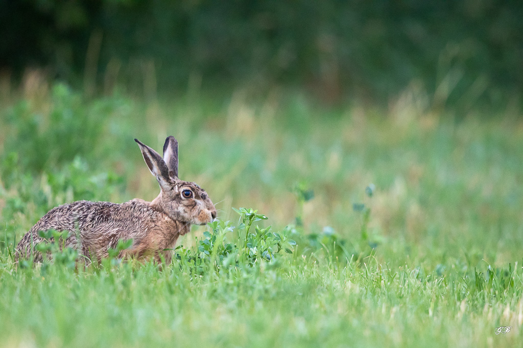 Lièvre d'Europe (Lepus europaeus)-Broxn hare-433.jpg
