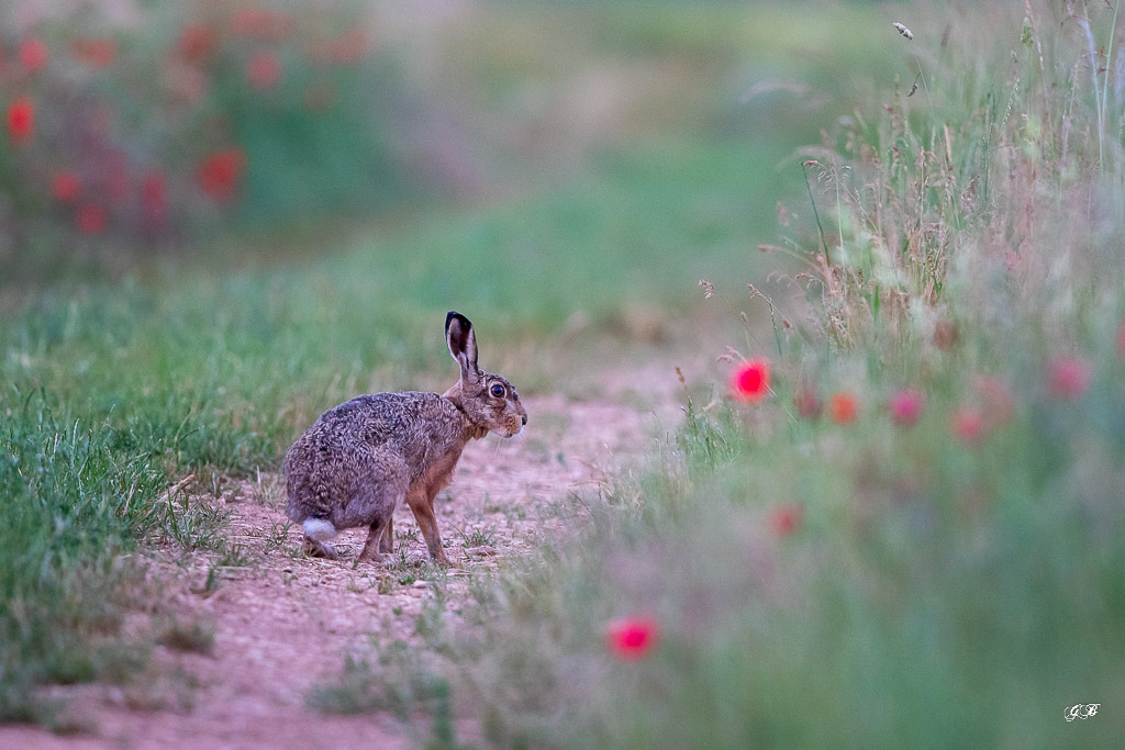 Lièvre d'Europe (Lepus europaeus)-Broxn hare-437.jpg