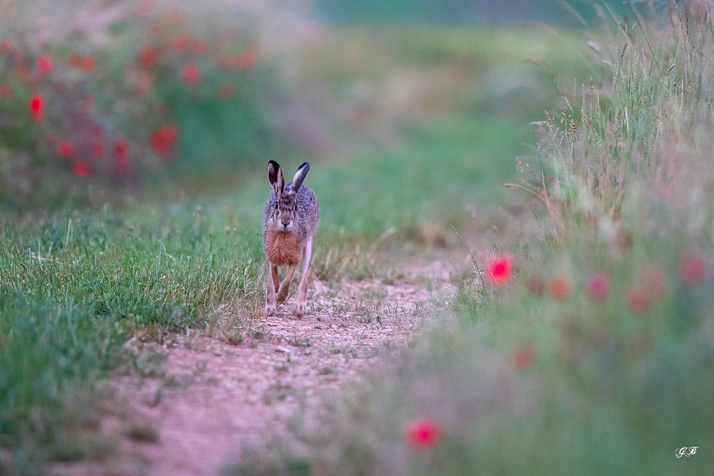 Lièvre d'Europe (Lepus europaeus)-Broxn hare-452.jpg