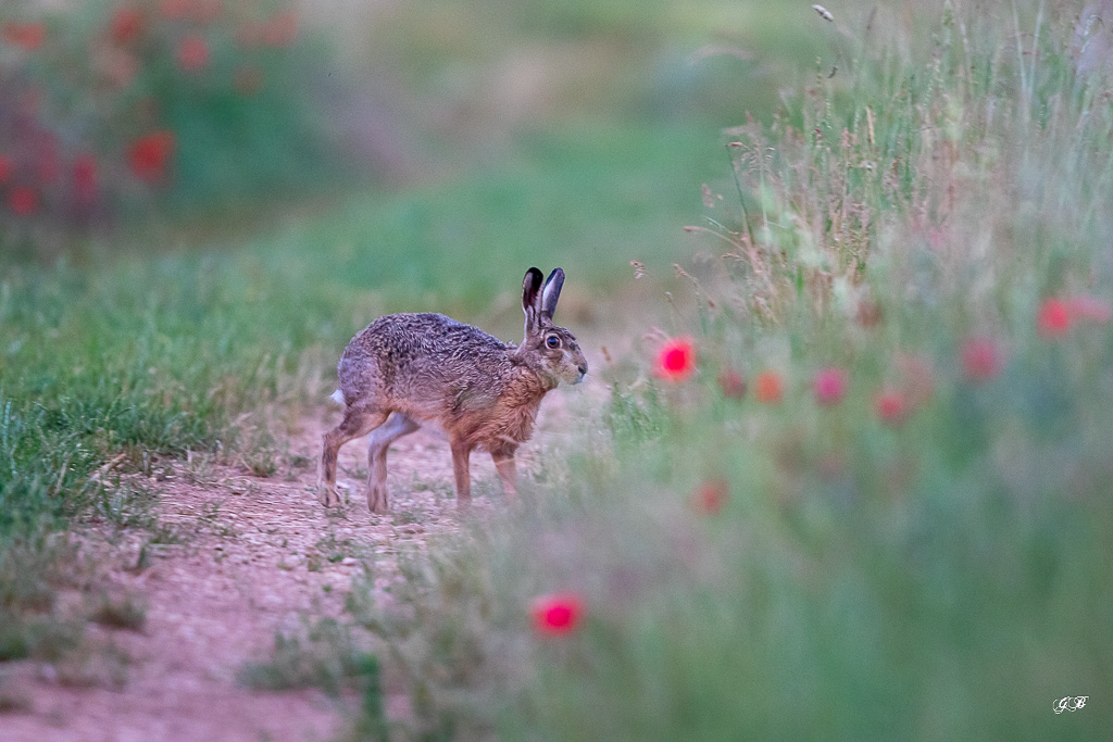 Lièvre d'Europe (Lepus europaeus)-Broxn hare-453.jpg