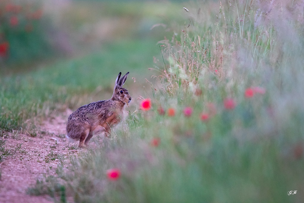 Lièvre d'Europe (Lepus europaeus)-Broxn hare-454.jpg