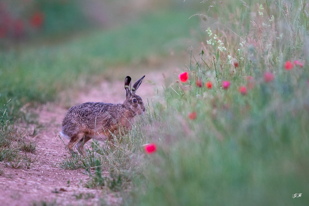 Lièvre d'Europe (Lepus europaeus)-Broxn hare-462.jpg