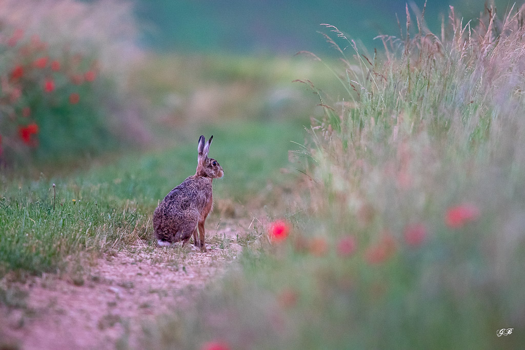 Lièvre d'Europe (Lepus europaeus)-Broxn hare-470.jpg