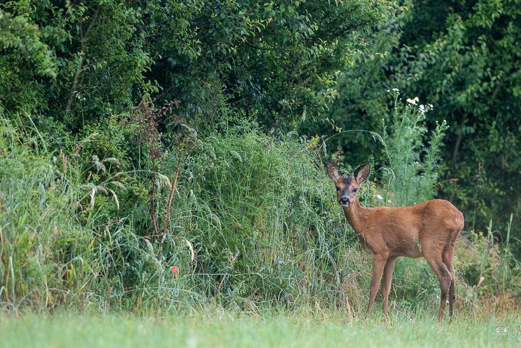 Chevreuil d'Europe (Capreolus capreolus) Roe deer-630.jpg