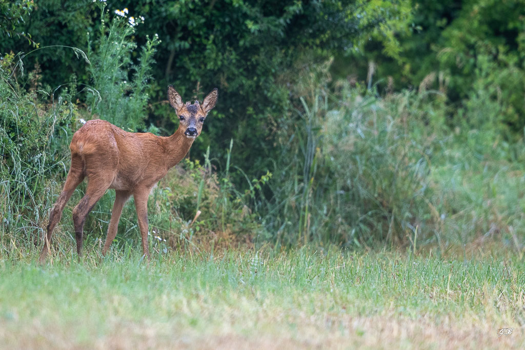 Chevreuil d'Europe (Capreolus capreolus) Roe deer-628.jpg
