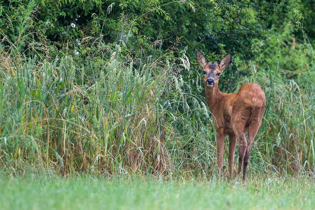 Chevreuil d'Europe (Capreolus capreolus) Roe deer-627.jpg
