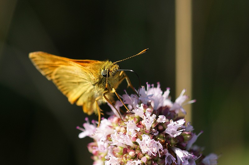 papillon.jpg