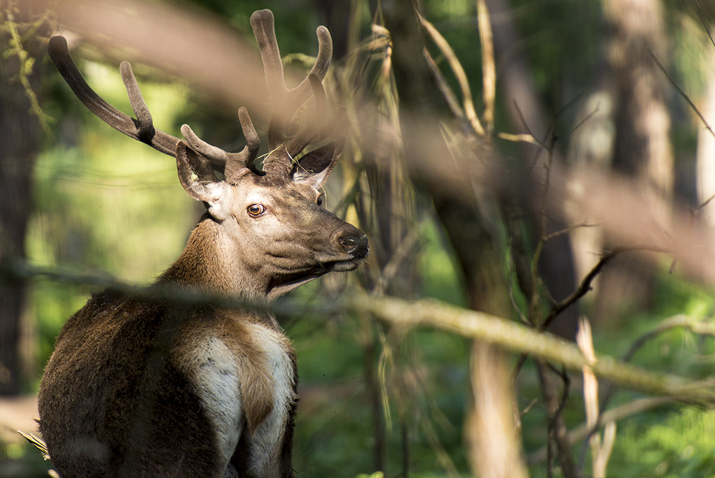 Cerf élaphe Cervus elaphus_DSC5405.jpg