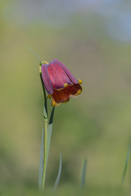 40-Fritillaire des Pyrénées.jpg