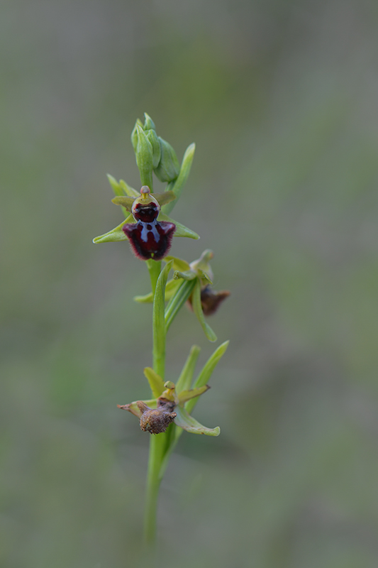 43-Ophrys noir (Ophrys incubacea).jpg