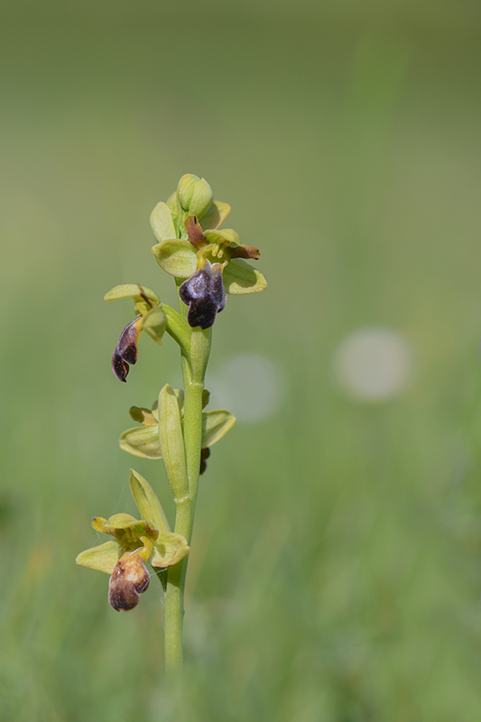 45-Ophrys De Gascogne (O.vasconica).jpg