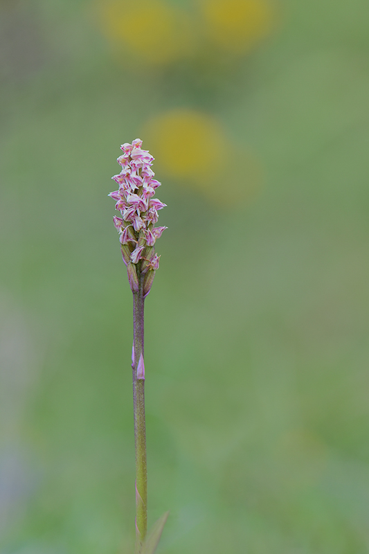 47-Orchis intact (Neotinea maculata).jpg