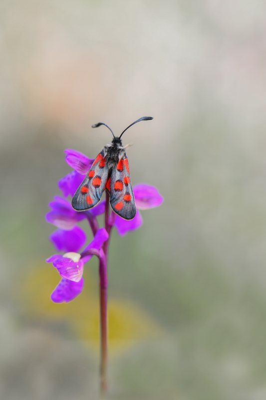 48-Zygène cendrée sur orchis morio.jpg