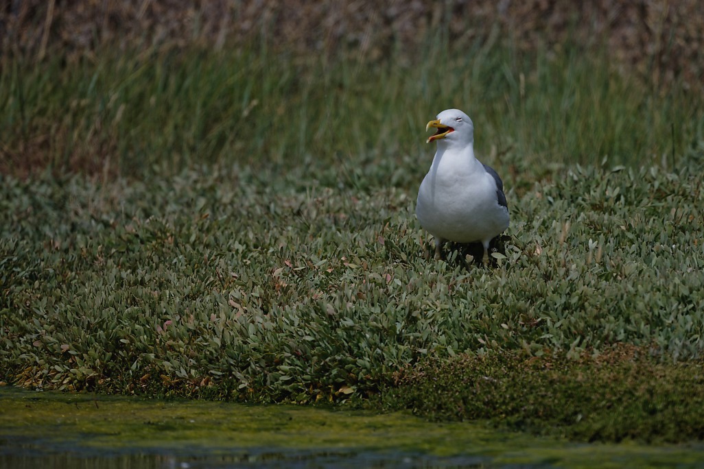 DSC_9152_DxO.jpg