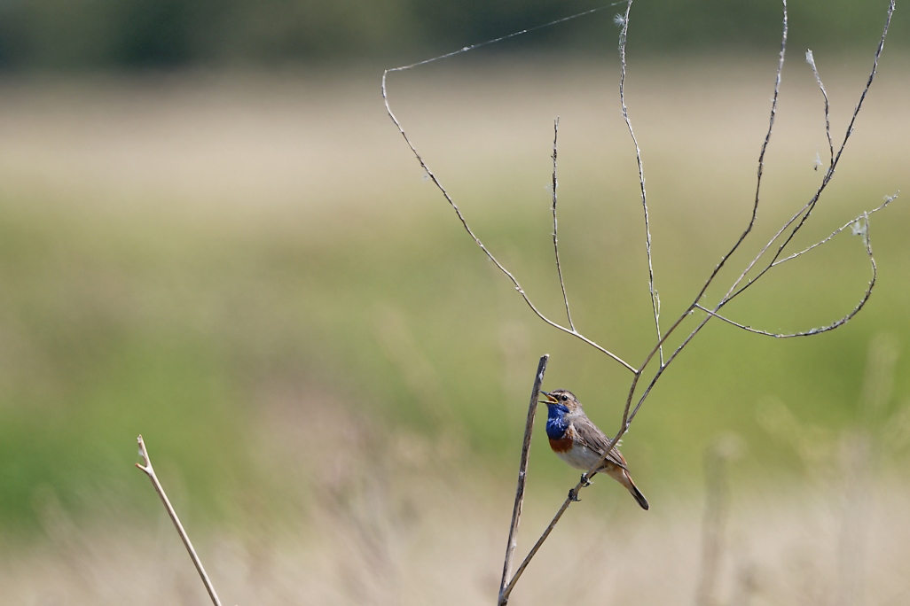 DSC_9187_DxO.jpg