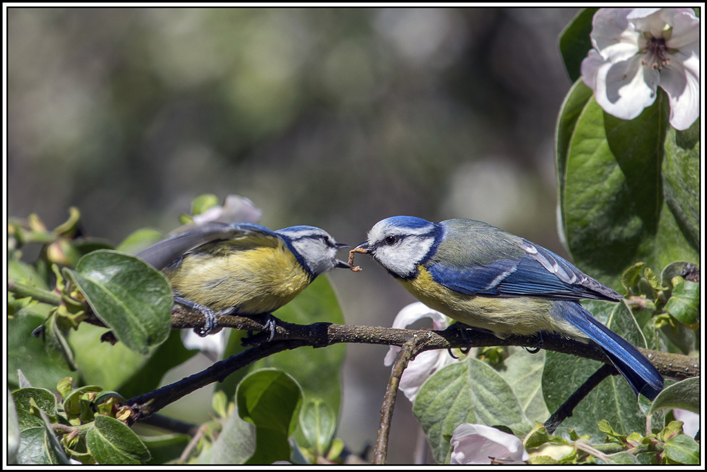 mesange_bleue(780).jpg