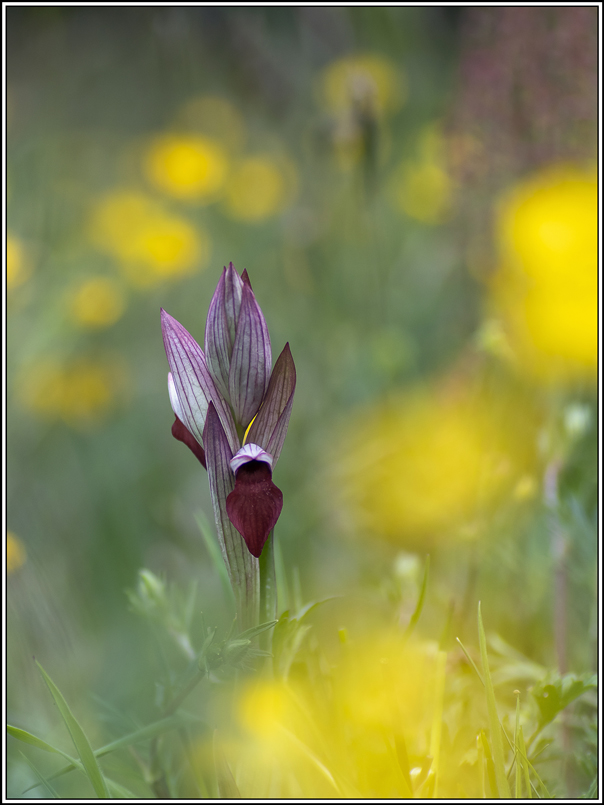 flore(1074)(1).jpg