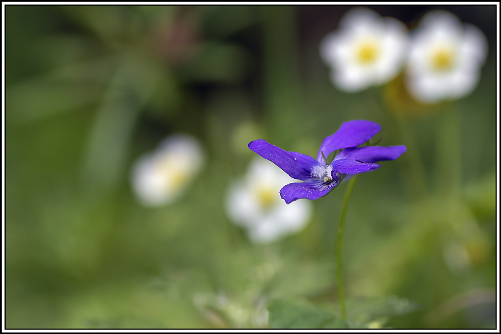 flore(1073)(1).jpg