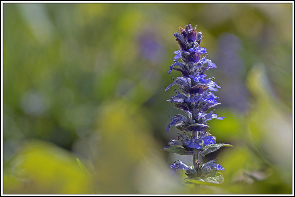 flore(1075)(1).jpg