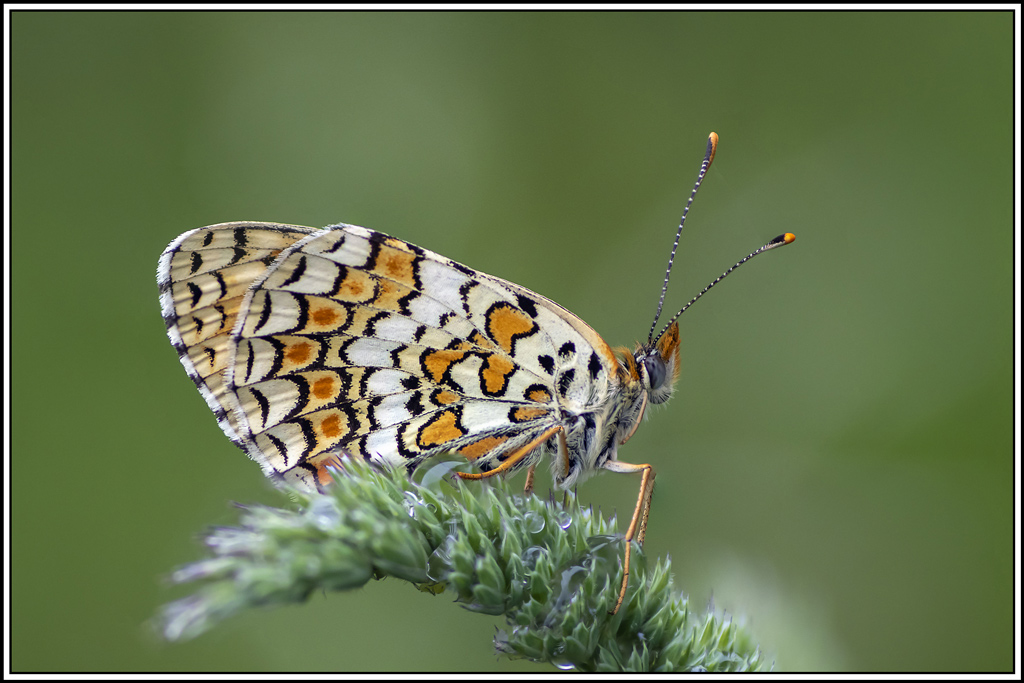 melitee_des_centaurees(Melitaea-phoebe)(9_16).jpg