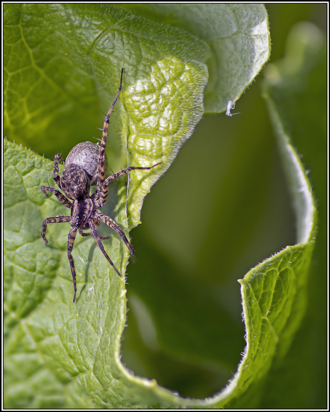 pardosa-sp(1_3).jpg