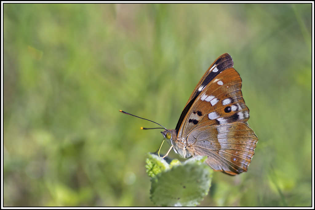 petit-mars-changeant(apatura-ilia)(7)(1).jpg