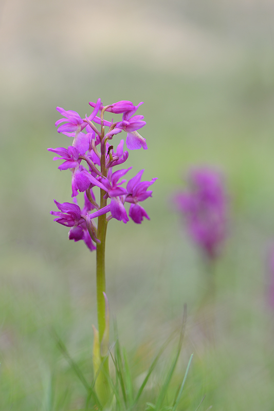 49-Orchis mâle (O mascula).jpg