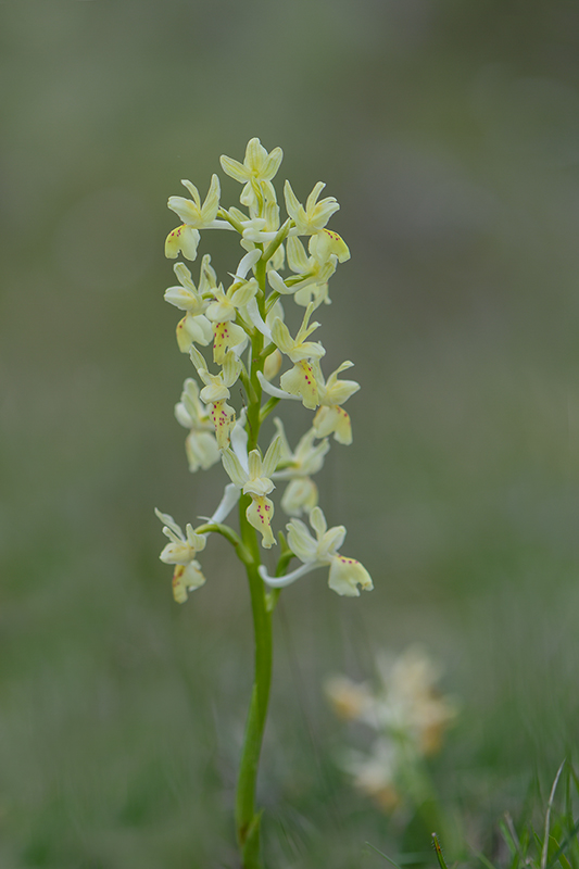 50-Orchis de Provence(O provincialis).jpg
