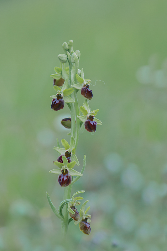 52-Ophrys aux belles ailes (O.caloptera).jpg