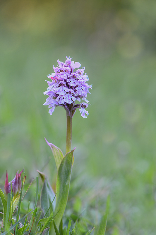 53-Orchis conique(O.conica).jpg