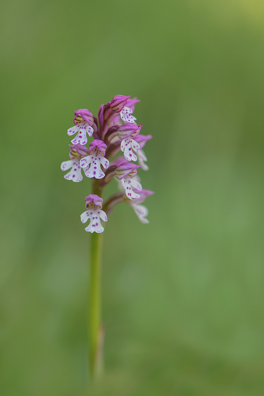 54-Hybride orchis conique et O.brulé.jpg