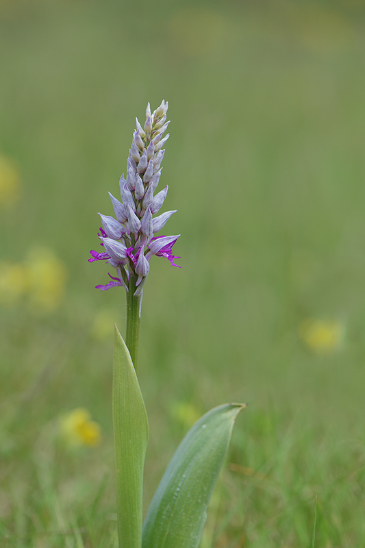 55-Orchis militaire(O.militaris).jpg