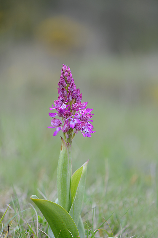 56-Hybride orchis pourpre-orchis militaire.jpg